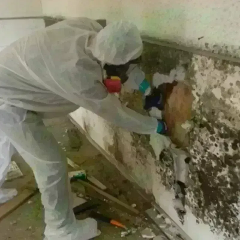 Mold Remediation and Removal in Johnson, VT